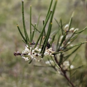 Hakea microcarpa at Captains Flat, NSW - 3 Nov 2023