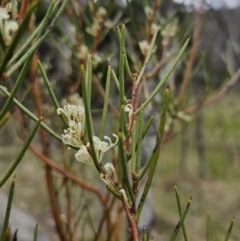 Hakea microcarpa at Captains Flat, NSW - 3 Nov 2023