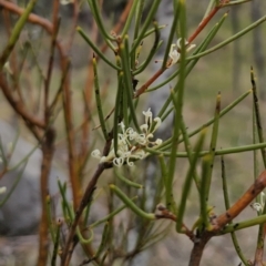 Hakea microcarpa at Captains Flat, NSW - 3 Nov 2023