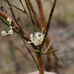 Hakea microcarpa at Captains Flat, NSW - 3 Nov 2023