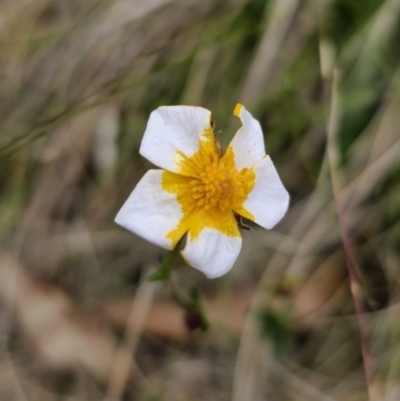 Ranunculus lappaceus (Australian Buttercup) at Captains Flat, NSW - 3 Nov 2023 by Csteele4