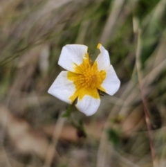 Ranunculus lappaceus (Australian Buttercup) at Captains Flat, NSW - 3 Nov 2023 by Csteele4