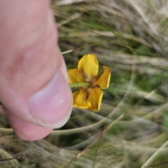 Ranunculus lappaceus at Captains Flat, NSW - 3 Nov 2023