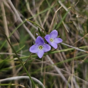 Veronica gracilis at Captains Flat, NSW - 3 Nov 2023