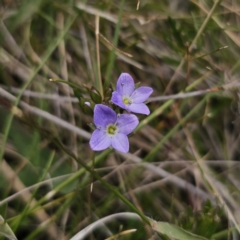 Veronica gracilis at Captains Flat, NSW - 3 Nov 2023