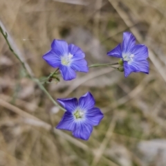 Linum marginale (Native Flax) at Captains Flat, NSW - 3 Nov 2023 by Csteele4