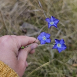 Linum marginale at Captains Flat, NSW - 3 Nov 2023 02:14 PM