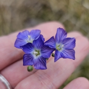 Linum marginale at Captains Flat, NSW - 3 Nov 2023