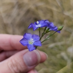 Linum marginale at Captains Flat, NSW - 3 Nov 2023 02:14 PM