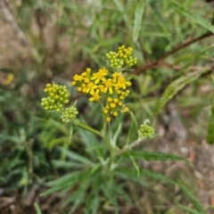Senecio linearifolius (Fireweed Groundsel, Fireweed) at Captains Flat, NSW - 3 Nov 2023 by Csteele4