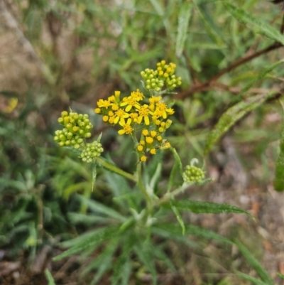 Senecio linearifolius (Fireweed Groundsel, Fireweed) at QPRC LGA - 3 Nov 2023 by Csteele4