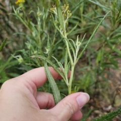 Senecio linearifolius at Captains Flat, NSW - 3 Nov 2023