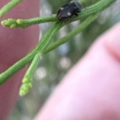 Austrocardiophorus assimilis at Belconnen, ACT - 3 Nov 2023