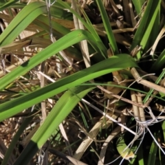 Carex sp. (A Sedge) at Top Hut TSR - 30 Sep 2023 by AndyRoo