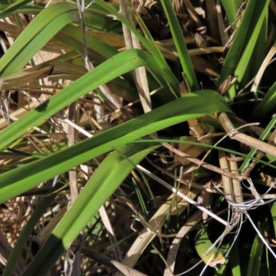 Carex (genus) (A Sedge) at Top Hut TSR - 30 Sep 2023 by AndyRoo