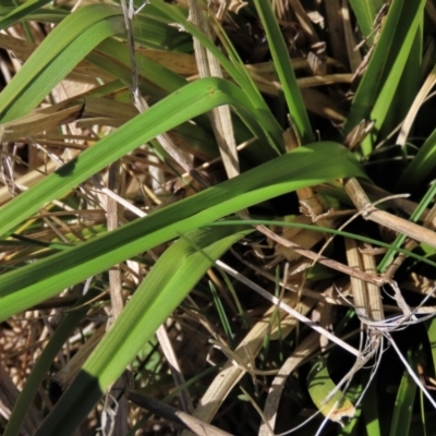 Carex sp. (A Sedge) at Dry Plain, NSW - 30 Sep 2023 by AndyRoo