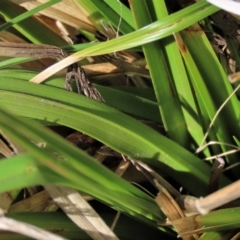 Carex sp. at Top Hut TSR - 30 Sep 2023 12:27 PM