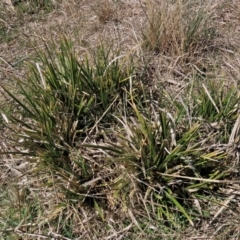 Carex sp. at Top Hut TSR - 30 Sep 2023