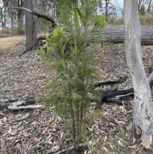 Exocarpos cupressiformis at Aranda, ACT - 3 Nov 2023 05:28 PM