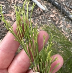 Exocarpos cupressiformis at Aranda, ACT - 3 Nov 2023 05:28 PM