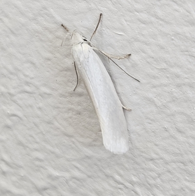 Zacorus carus (Wingia group moth) at Denman Prospect, ACT - 3 Nov 2023 by AaronClausen