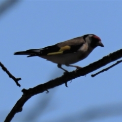 Carduelis carduelis (European Goldfinch) at Dry Plain, NSW - 30 Sep 2023 by AndyRoo