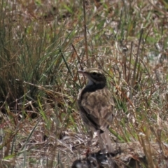 Anthus australis (Australian Pipit) at Top Hut TSR - 30 Sep 2023 by AndyRoo