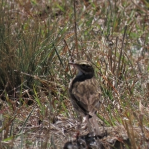 Anthus australis at Dry Plain, NSW - 30 Sep 2023