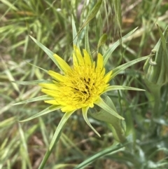 Tragopogon dubius (Goatsbeard) at Molonglo Valley, ACT - 3 Nov 2023 by SteveBorkowskis