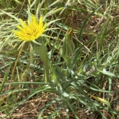 Tragopogon dubius at Molonglo Valley, ACT - 3 Nov 2023