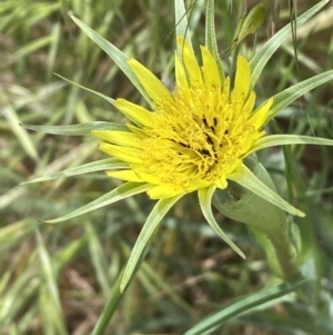 Tragopogon dubius at Molonglo Valley, ACT - 3 Nov 2023