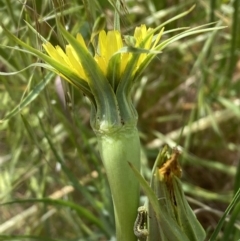 Tragopogon dubius at Molonglo Valley, ACT - 3 Nov 2023 10:39 AM