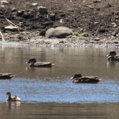 Anas gracilis (Grey Teal) at Top Hut TSR - 30 Sep 2023 by AndyRoo