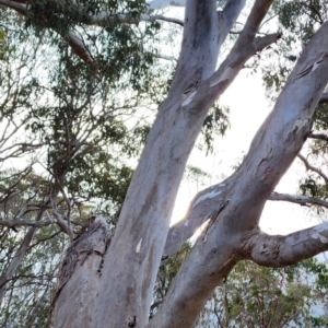 Eucalyptus tereticornis subsp. tereticornis at Tuross Head, NSW - 3 Nov 2023