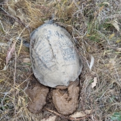 Chelodina longicollis (Eastern Long-necked Turtle) at Lions Youth Haven - Westwood Farm A.C.T. - 3 Nov 2023 by HelenCross