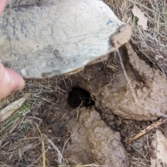 Chelodina longicollis at Tuggeranong, ACT - 3 Nov 2023