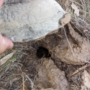 Chelodina longicollis at Tuggeranong, ACT - 3 Nov 2023 05:26 PM