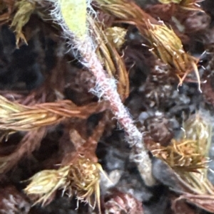 Pultenaea procumbens at Aranda, ACT - 3 Nov 2023