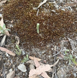 Pultenaea procumbens at Aranda, ACT - 3 Nov 2023 06:49 PM