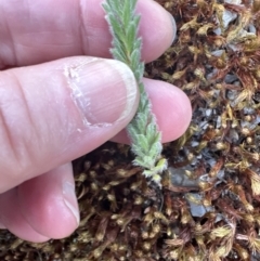 Pultenaea procumbens at Aranda, ACT - 3 Nov 2023 06:49 PM