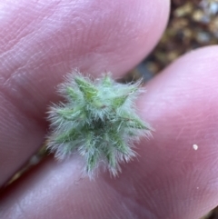 Pultenaea procumbens at Aranda, ACT - 3 Nov 2023 06:49 PM