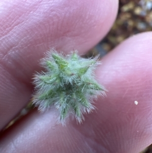 Pultenaea procumbens at Aranda, ACT - 3 Nov 2023 06:49 PM