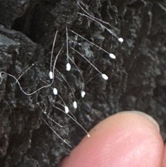 Neuroptera (order) (Unidentified lacewing) at Aranda Bushland - 3 Nov 2023 by lbradley