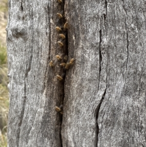 Apis mellifera at Belconnen, ACT - 3 Nov 2023