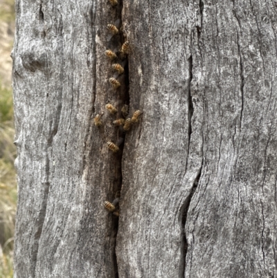 Apis mellifera (European honey bee) at Aranda, ACT - 3 Nov 2023 by lbradley