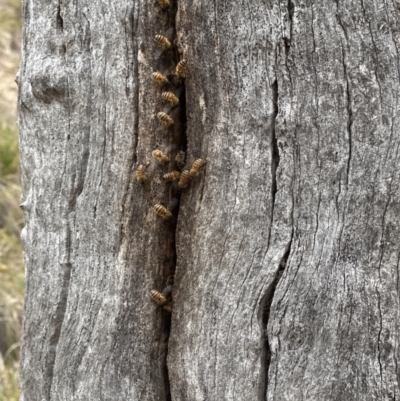 Apis mellifera (European honey bee) at Aranda Bushland - 3 Nov 2023 by lbradley