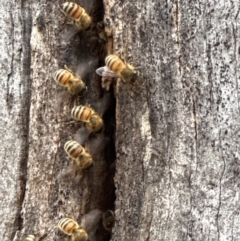 Apis mellifera at Aranda, ACT - 3 Nov 2023