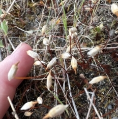 Funaria hygrometrica at Aranda Bushland - 3 Nov 2023 by lbradley