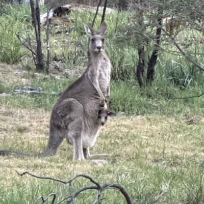 Macropus giganteus (Eastern Grey Kangaroo) at Aranda, ACT - 3 Nov 2023 by lbradley