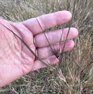 Themeda triandra at Cook, ACT - 3 Nov 2023